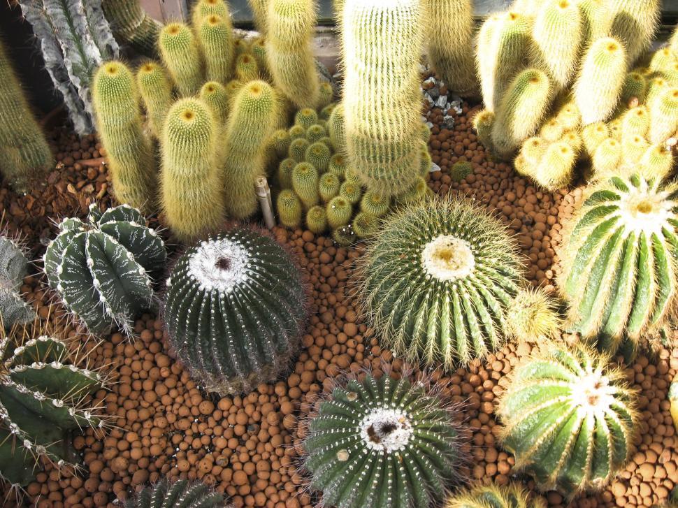 Free Image of Cactus variety 