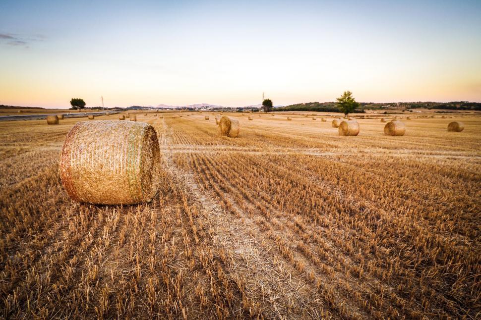 Free Image of Field With Bales of Hay 