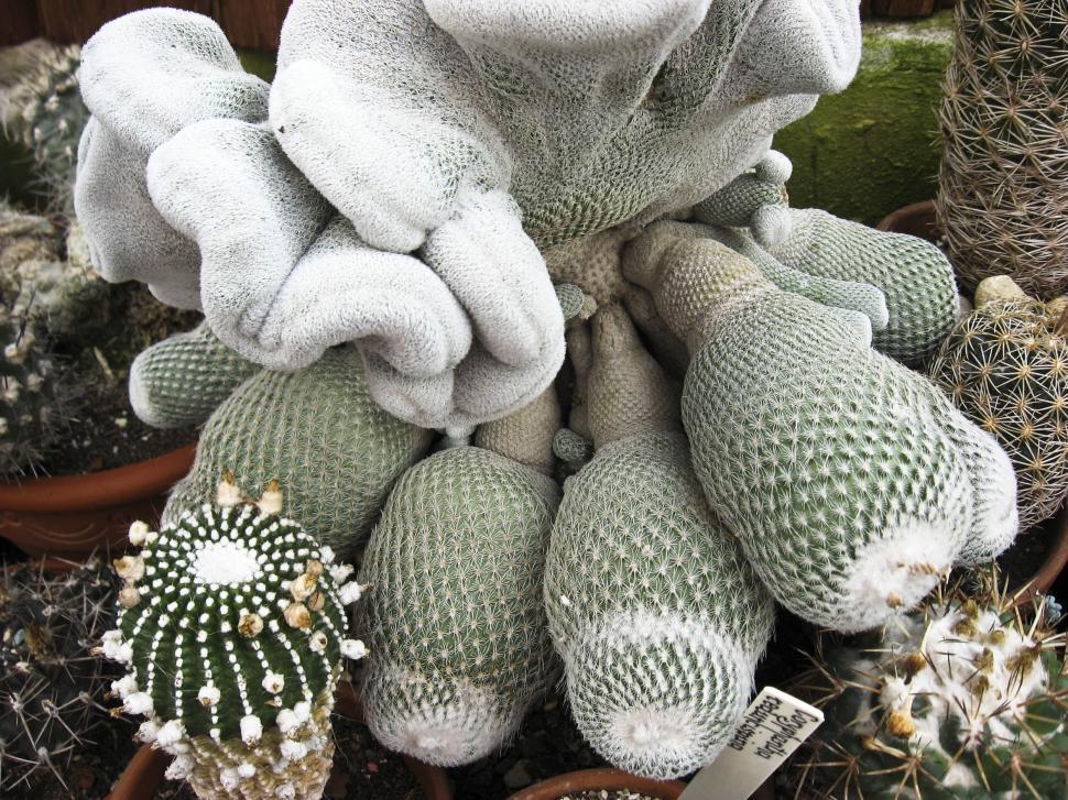 Free Image of Unusual cactus 