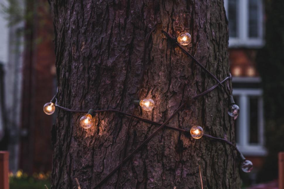 Free Image of Tree Adorned With Lights 