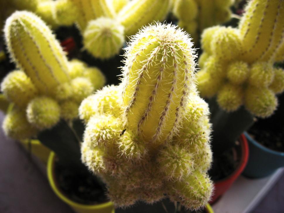 Free Image of Yellow cactus 