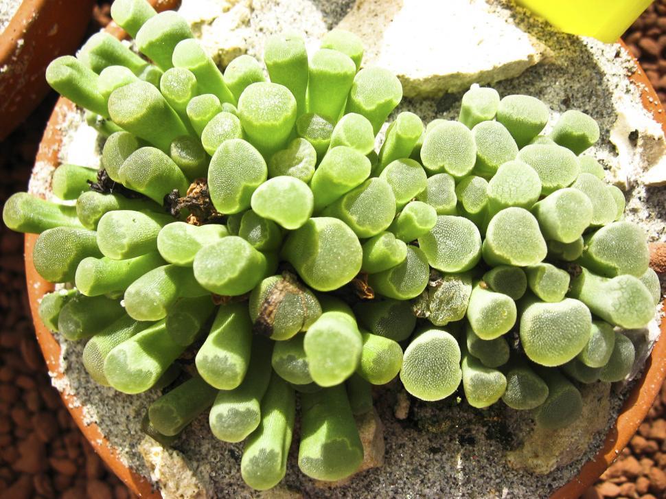 Free Image of Euphorbia 
