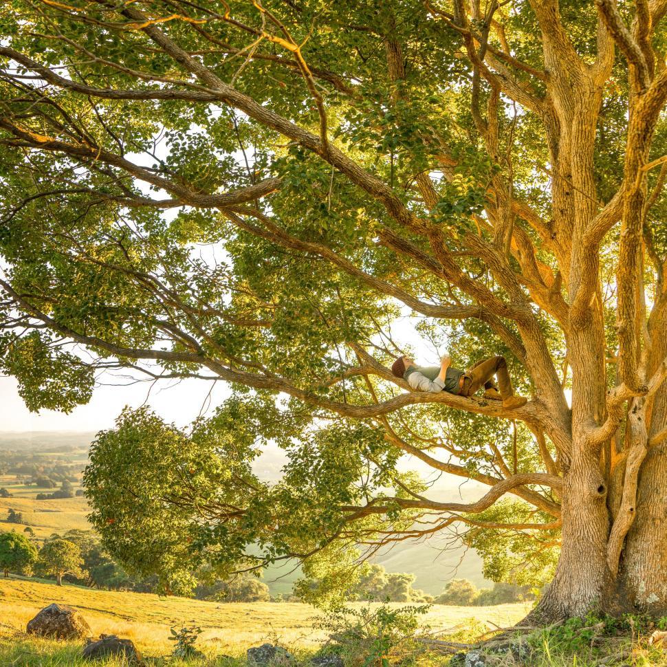 Free Image of Man Sitting in Tree on Hill 