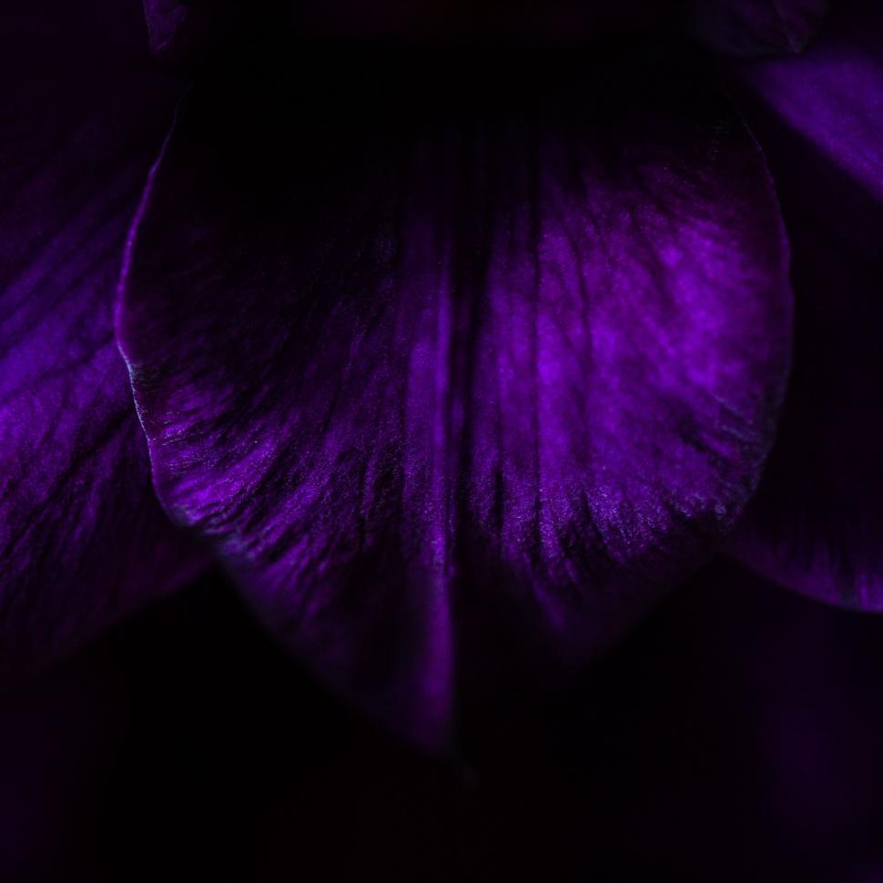 Free Image of Close Up of a Purple Flower on Black Background 