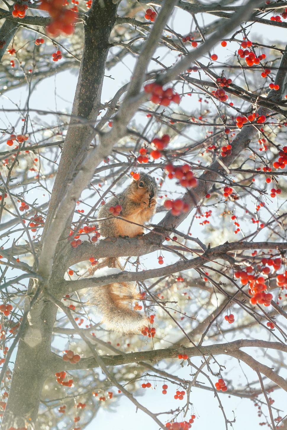 Free Image of Squirrel Sitting in Tree With Red Berries 