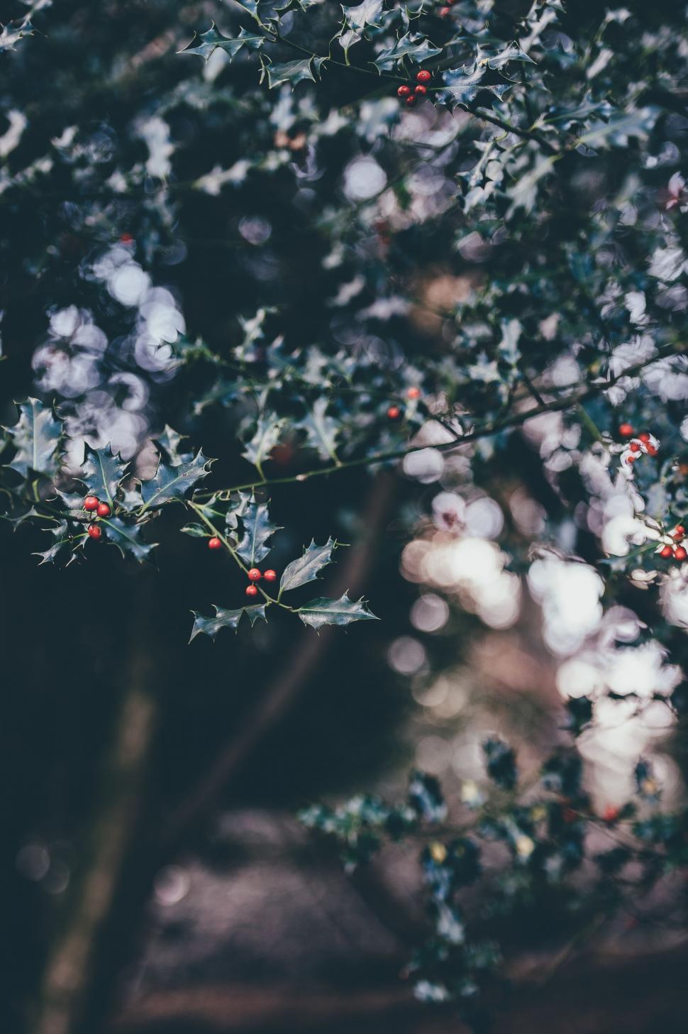 Free Image of Close Up of a Tree With Berries 
