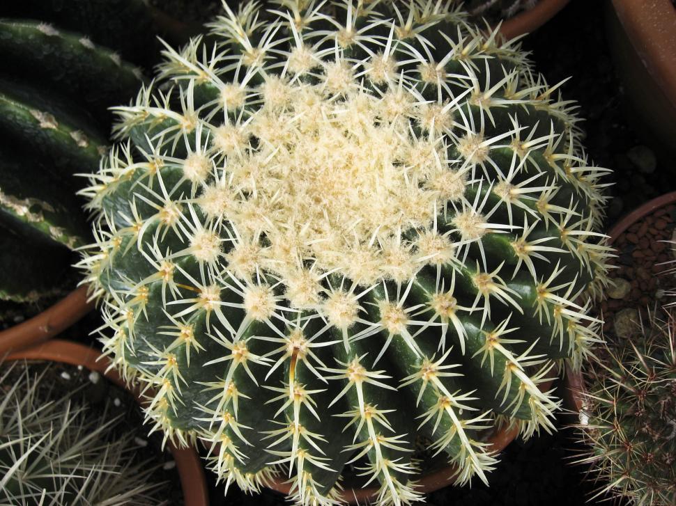 Free Image of Fat cactus 