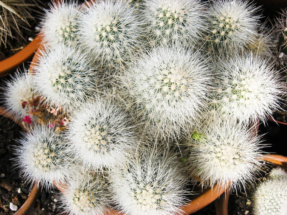 Free Image of Cactus cluster 