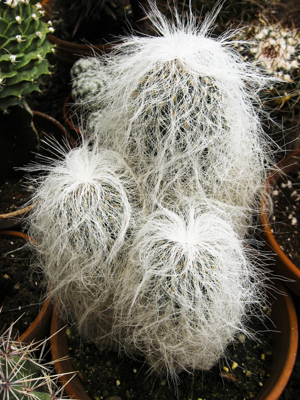 Free Image of Hairy cactus 