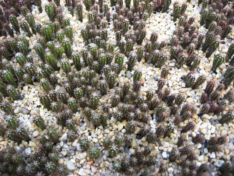 Free Image of Many cacti 