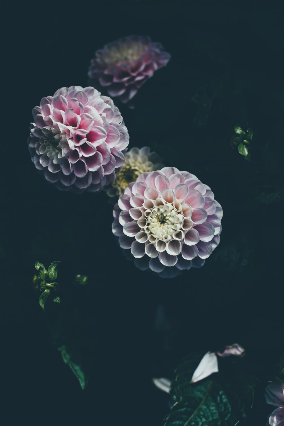 Free Image of Three Pink and White Flowers on Black Background 