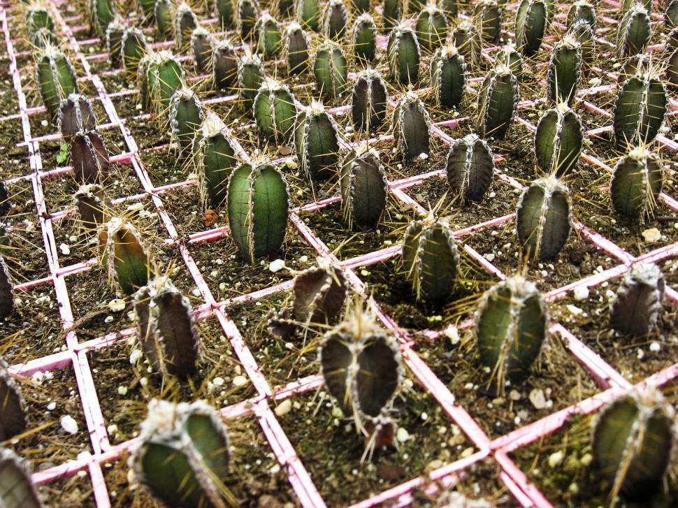 Free Image of Cactus grid 