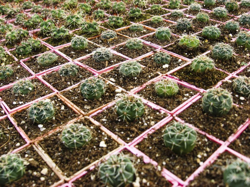 Free Image of Small cacti 