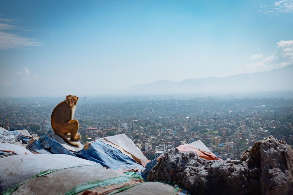 Free Image of Cat Sitting on Top of a Pile of Rocks 