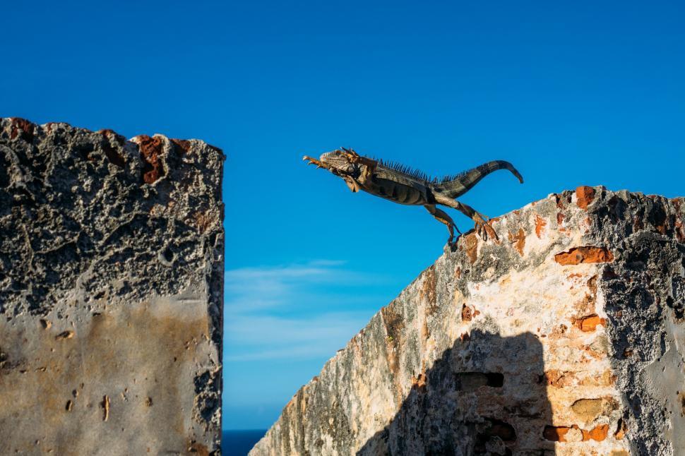 Free Image of Lizard Standing on Top of Stone Wall 