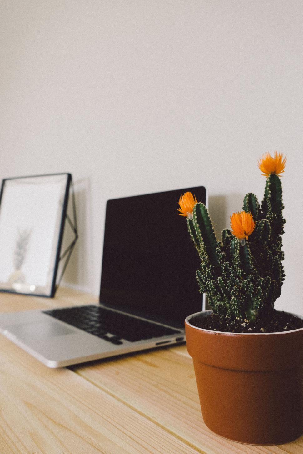 Free Image of Cactus Next to Laptop on Table 