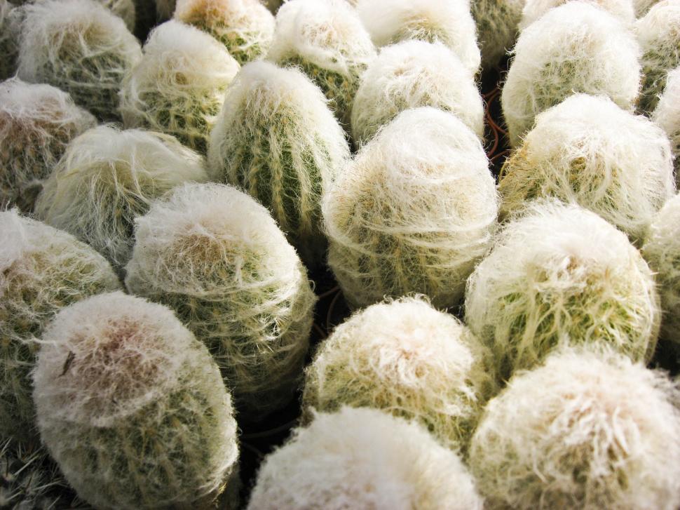 Free Image of Small cacti with white hairy needles 