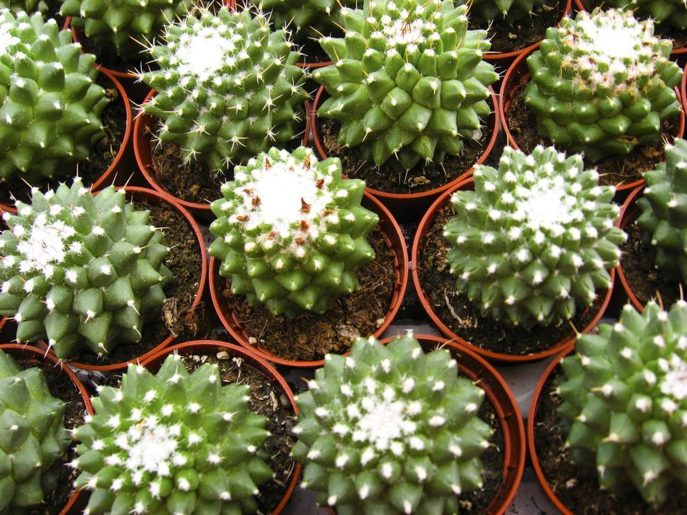 Free Image of Small green cactus 