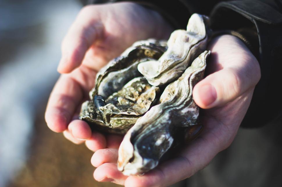 Free Image of Person Holding Handful of Oysters 