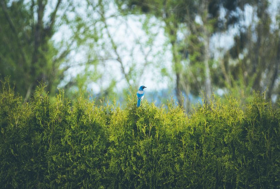 Free Image of Blue Bird Perched on Lush Green Field 