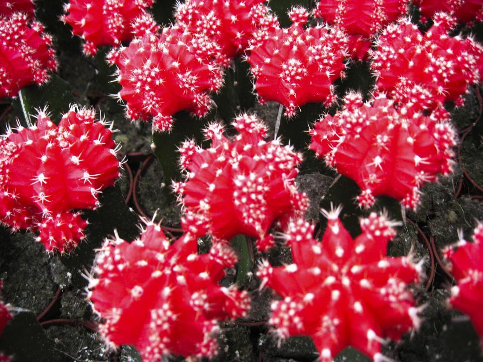 Free Image of Red cactus 