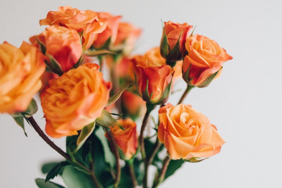 Free Image of Vase Filled With Orange Roses on Table 