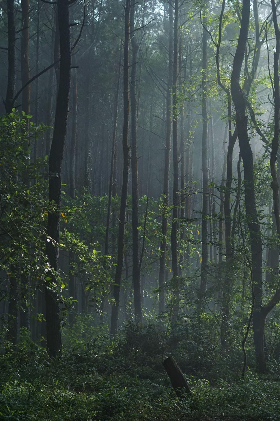 Free Image of Misty Forest With Dense Trees 