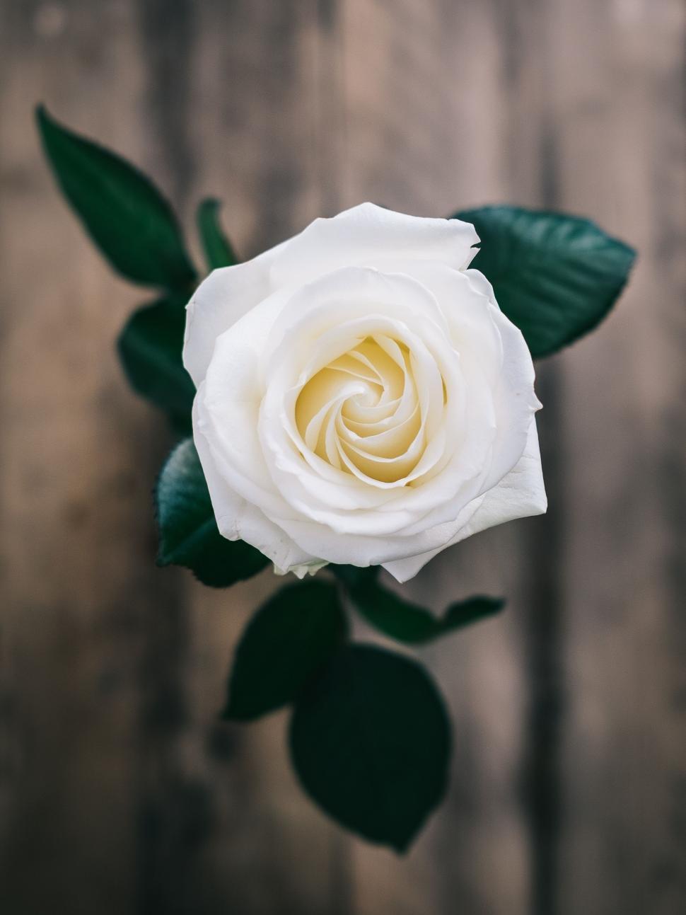 Free Image of White Rose With Green Leaves on Wooden Background 