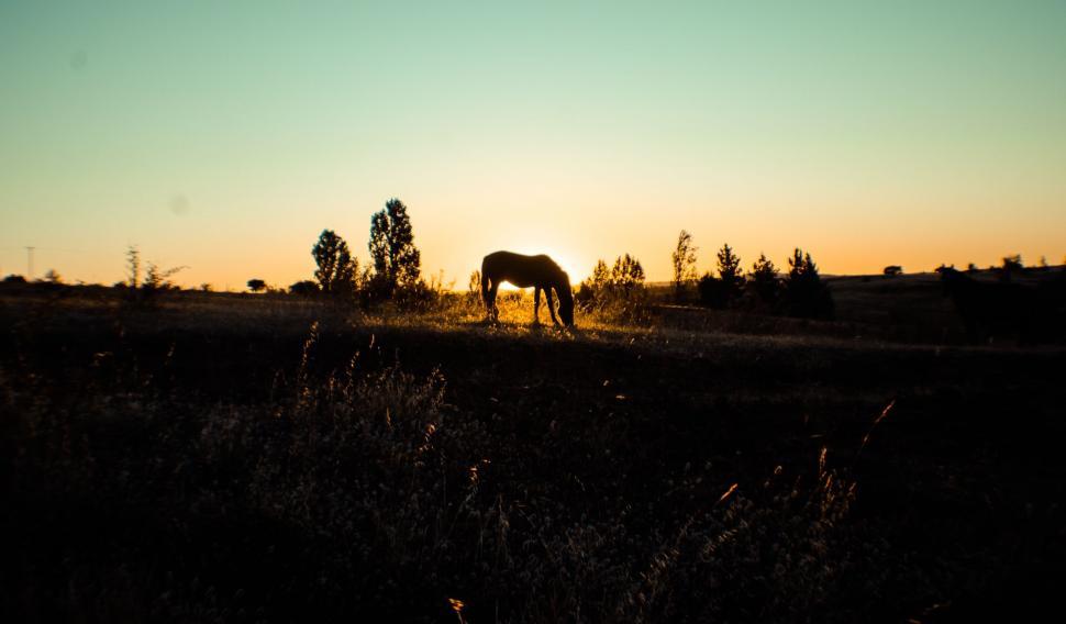 Free Image of A Horse Grazing in a Field at Sunset 