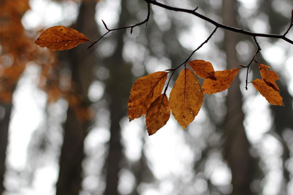Free Image of Tree Branch With Brown Leaves 
