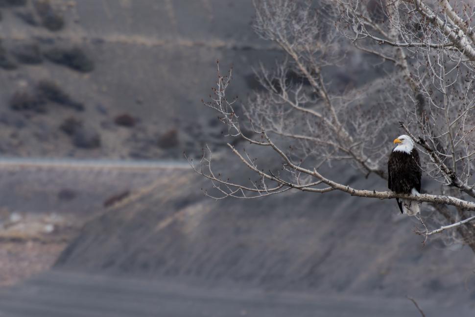 Free Image of Bald Eagle Perched on Tree Branch 