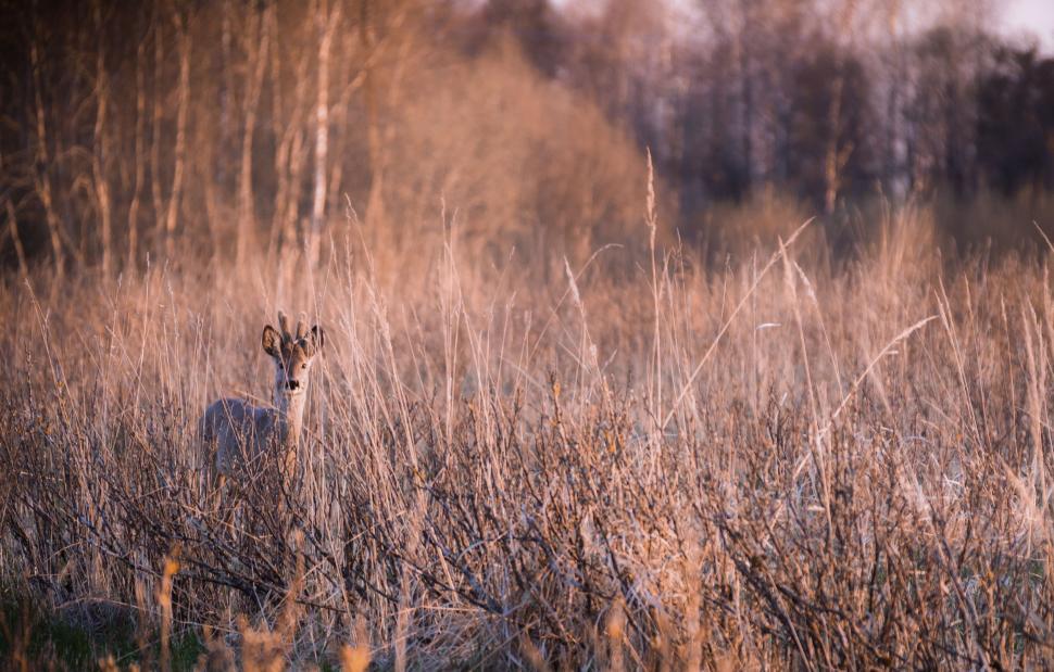Free Image of Deer Standing in Field of Tall Grass 