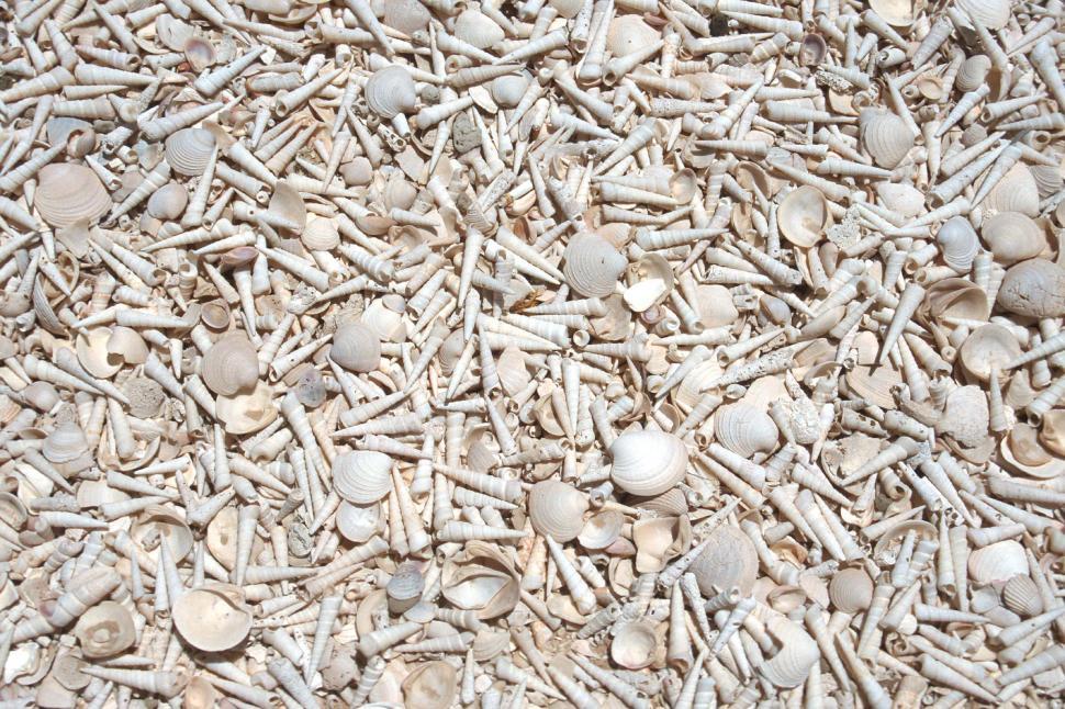 Free Image of Bleached shells background 