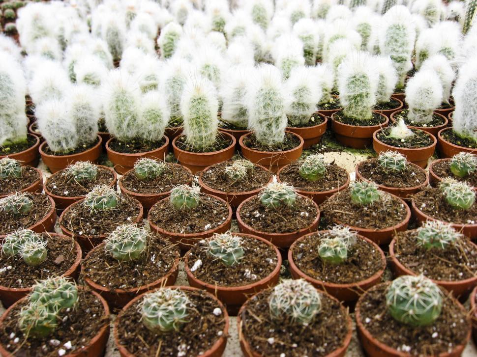 Free Image of Many cactuses 