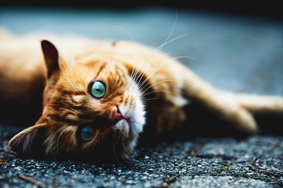 Free Image of Nature cat feline kitten animal pet fur domestic cute kitty mammal domestic cat whiskers pets eyes animals tabby furry domestic animal eye young mammal hair face looking look carnivore portrait young 