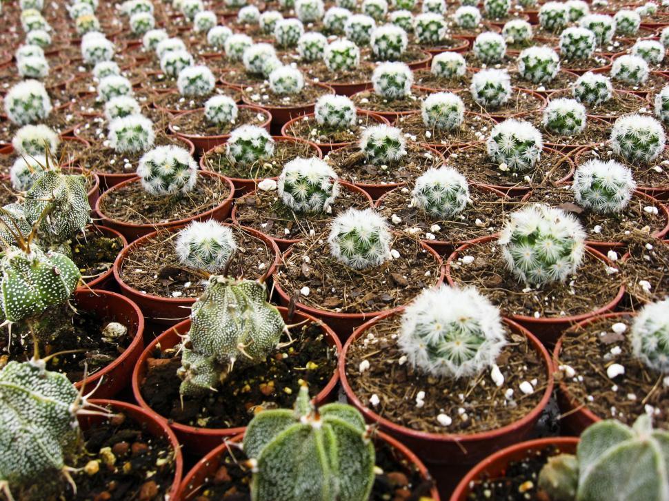 Free Image of cactus plants 