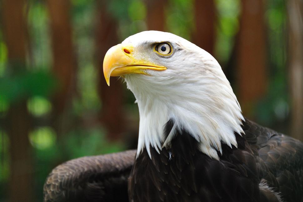 Free Image of Close Up of a Bald Eagle With Trees in the Background 