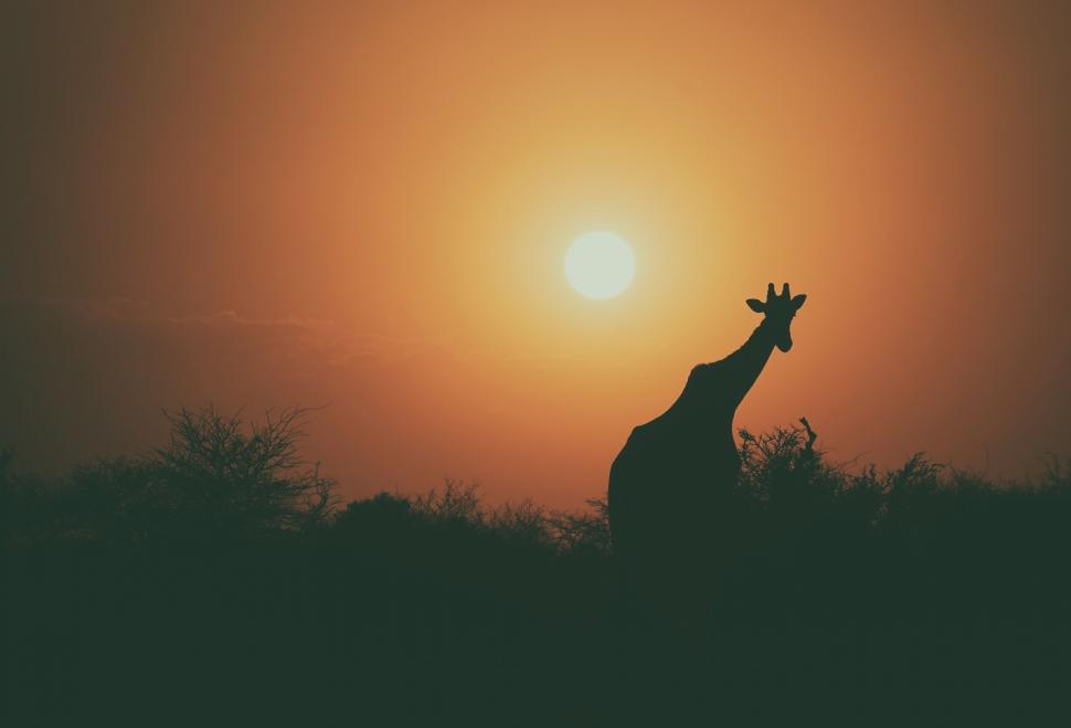 Free Image of Giraffe Silhouetted Against the Setting Sun 