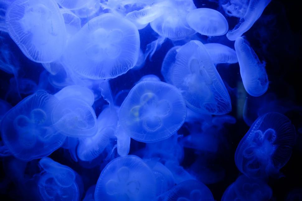 Free Image of Swarm of Jellyfish Gliding in Water 