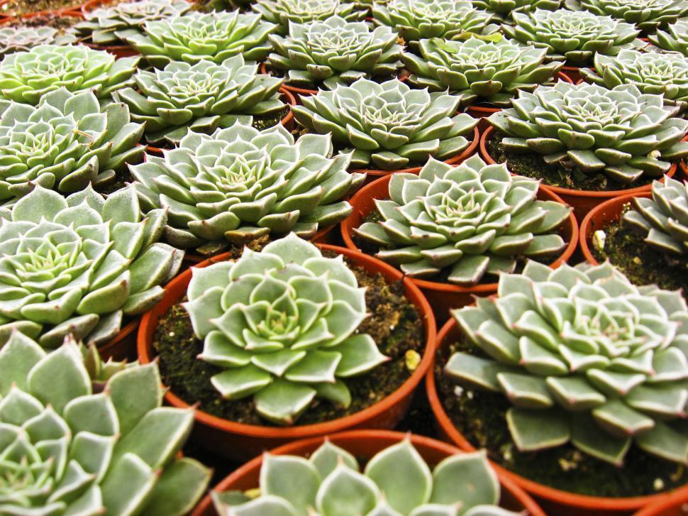 Free Image of Flat cactus plants 