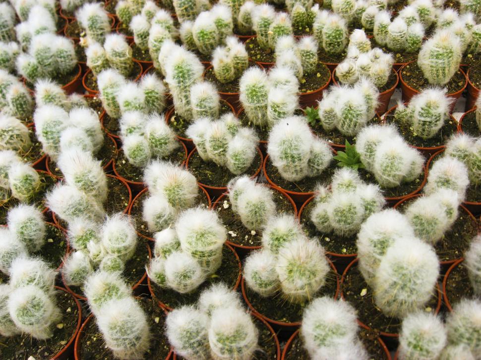 Free Image of Small pots with cactus 