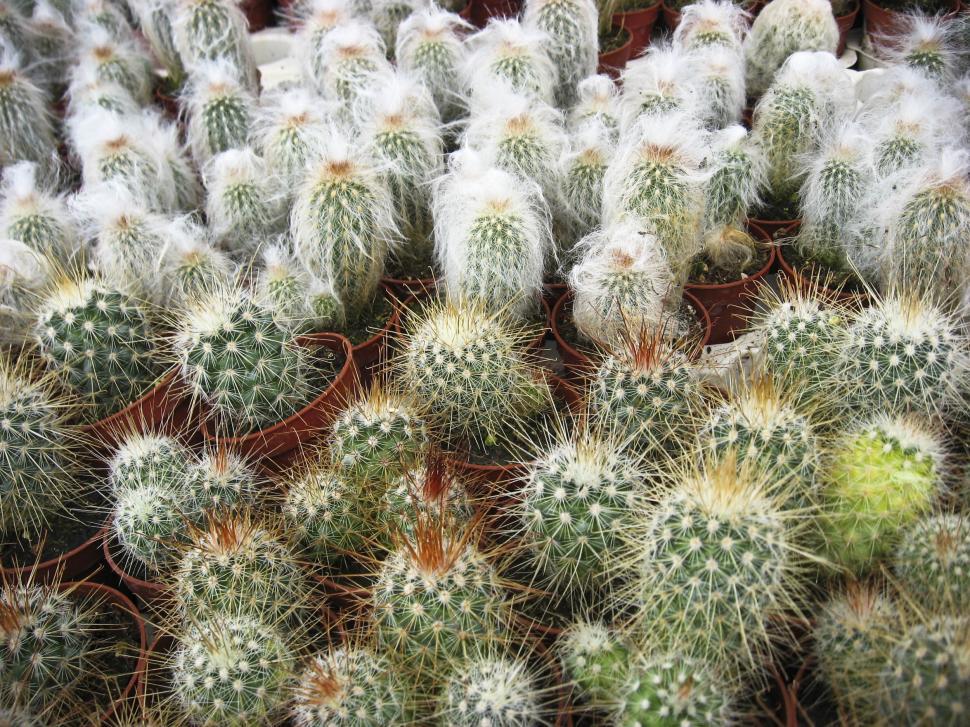 Free Image of Variety of cactus plants 