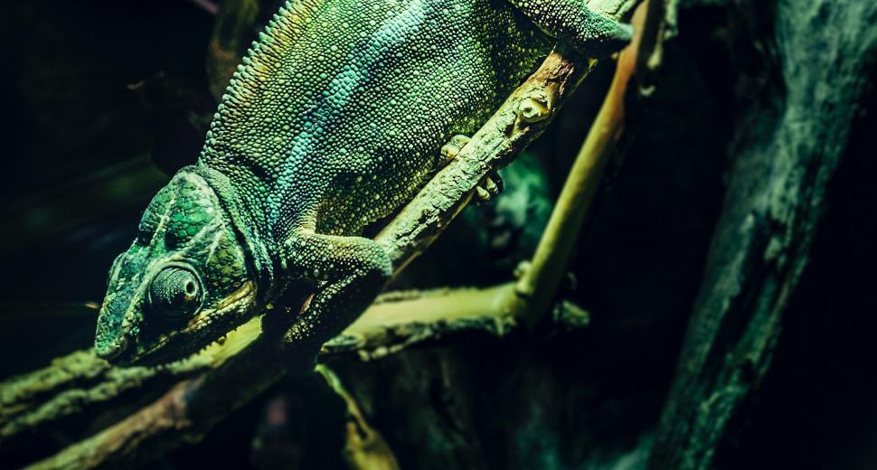 Free Image of Lizard Close-Up on Branch 