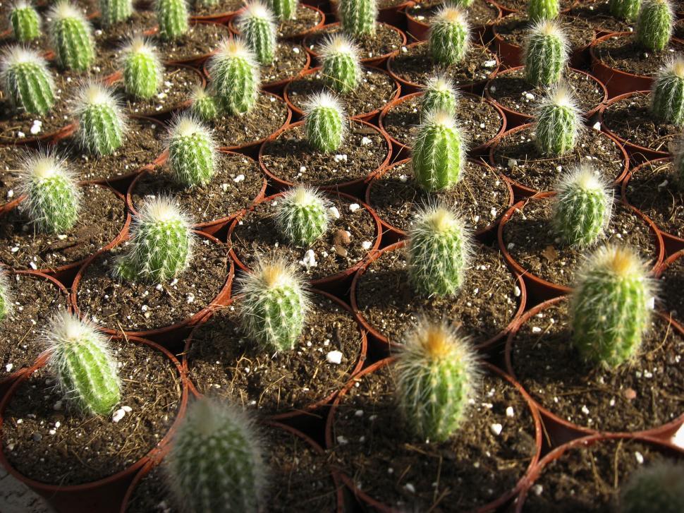 Free Image of Grid of cactus in pots 