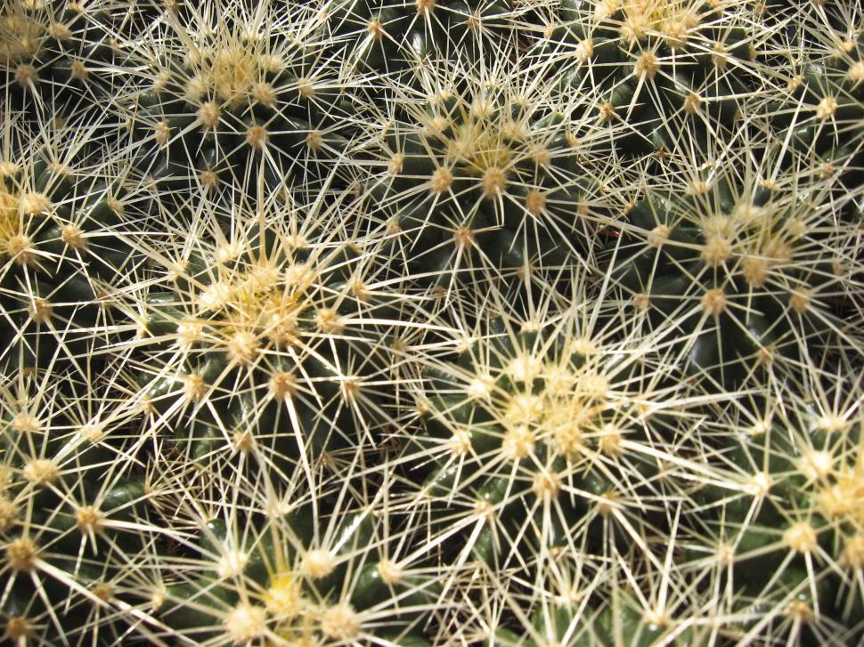 Free Image of cactus needles 