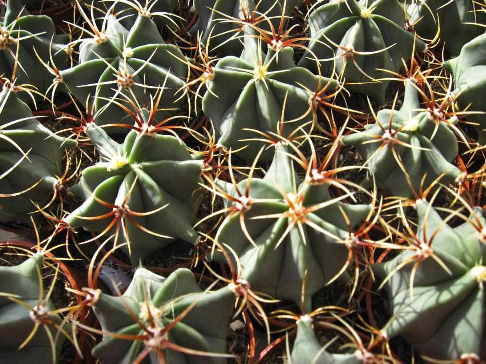 Free Image of cactus spines 