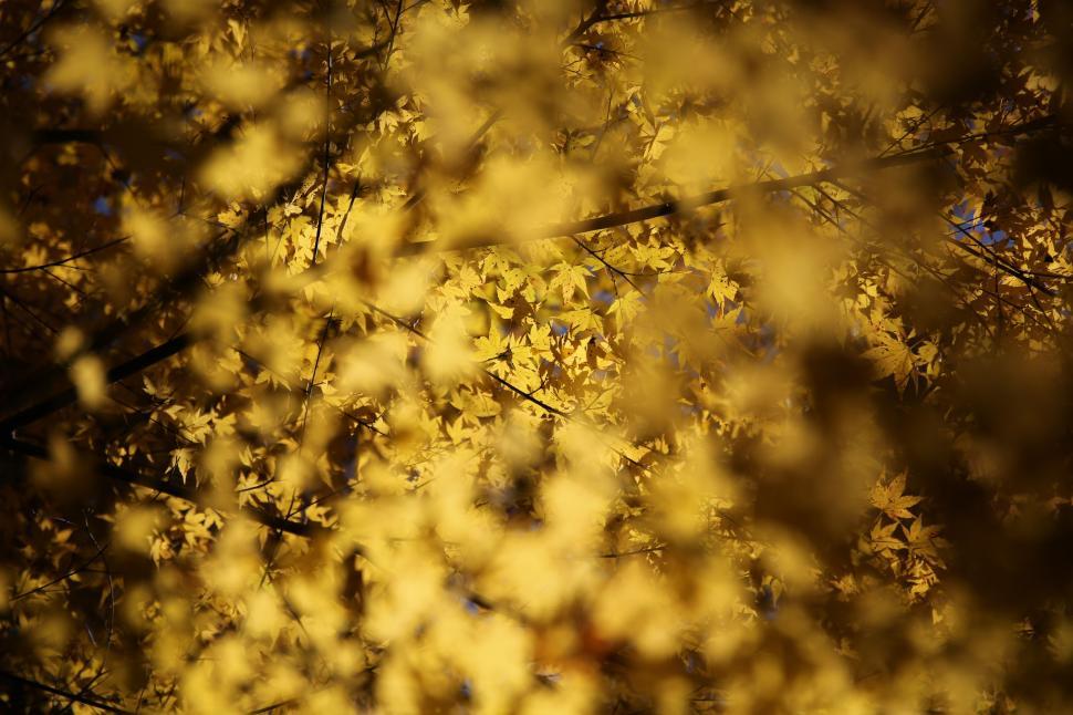 Free Image of Close Up of Tree With Yellow Leaves 