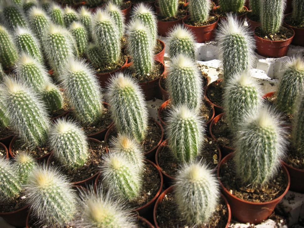 Free Image of cactus growing 