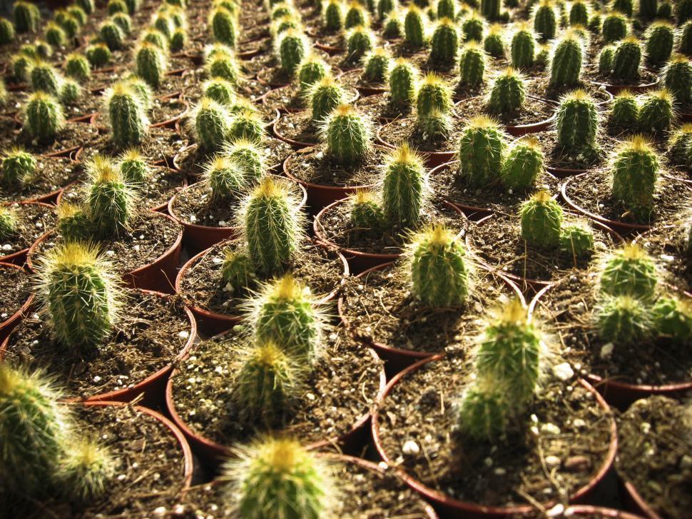Free Image of Many cacti in farm 