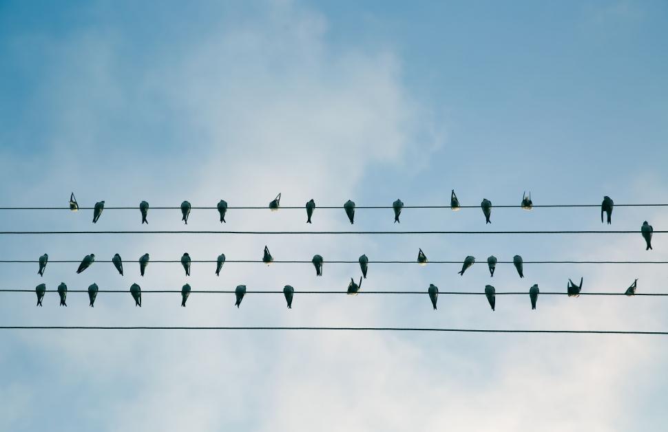 Free Image of Flock of Birds Perched on Power Lines 